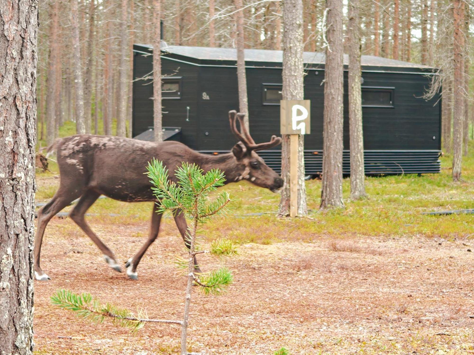 Lapland Riverside, Landscape Cabin, Kuukkeli 6, Yllaes, Tiny Home With Sauna, Fireplace, Terrace, Bbq, Wifi, Ski, Fishing, Pets Ok Äkäslompolo Kültér fotó